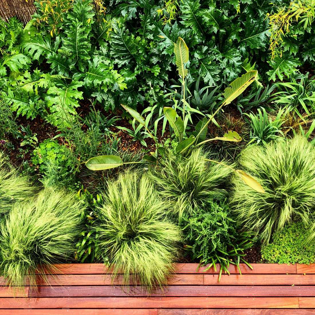 Végétation luxuriante dans le petit jardin d'une maison de ville à Aix-en-Provence