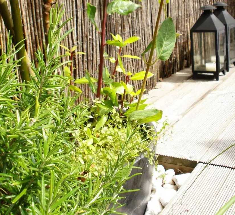 Végétalisation d'un toit-terrasse par un architece paysagiste dans les Bouches-du-Rhône