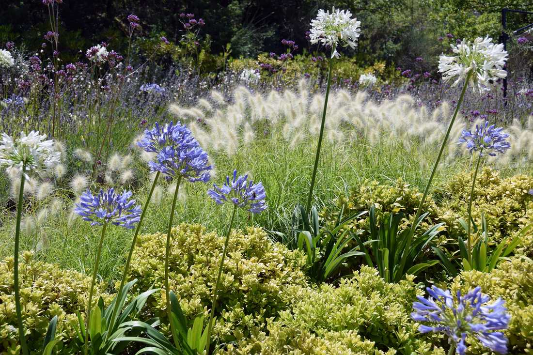 Fleurs et floraisons méditerrannéenes aménaagé par un concepteur paysagiste à Aix-en-Provence